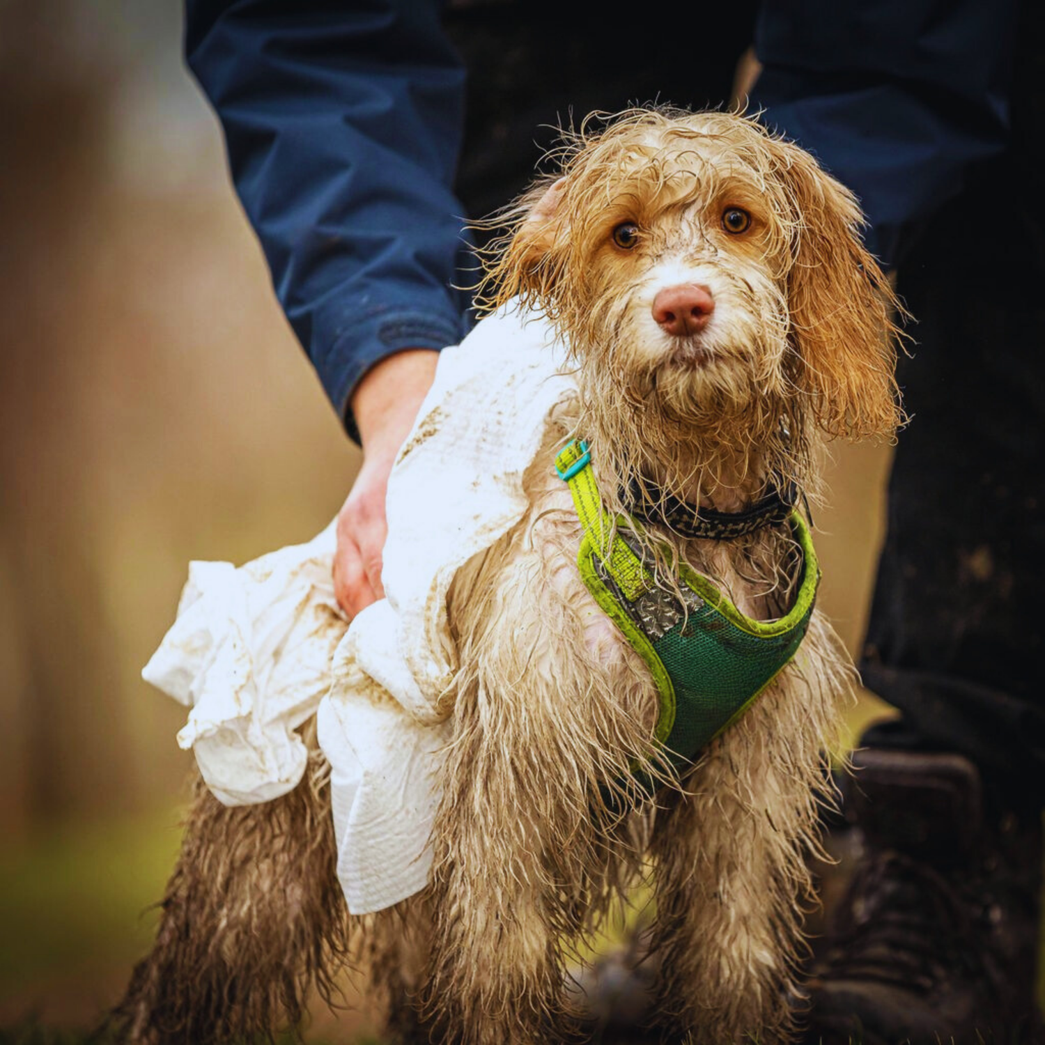 Wet and muddy dog being towel dried off with Mud and Mischief towel