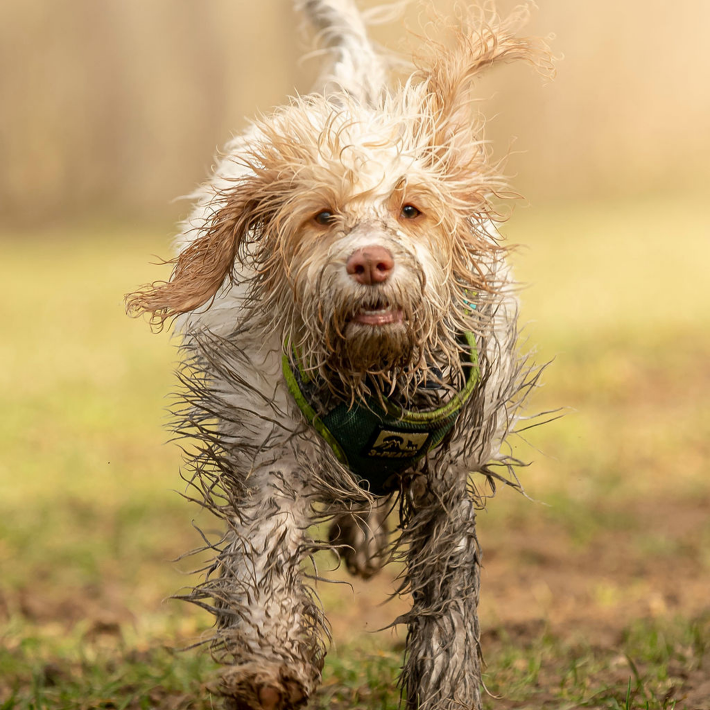 Very muddy and wet dog running towards the camera