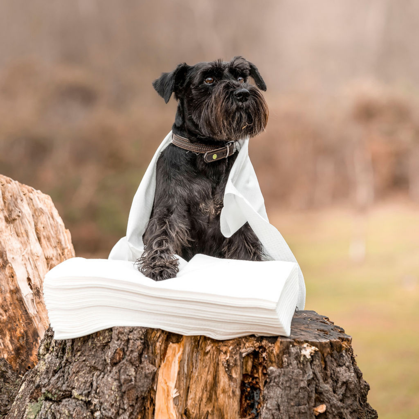 Dog posing with pile of Mud and Mischief dog towels