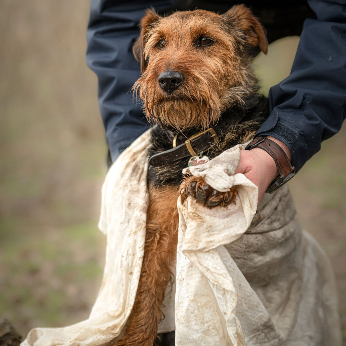Dog having his paws wiped from mud