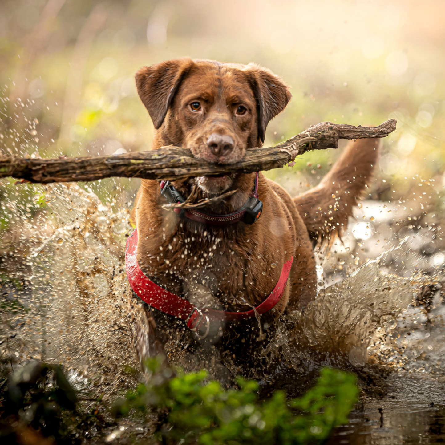 Brown Labrador splashing in mud with stick in his mouth