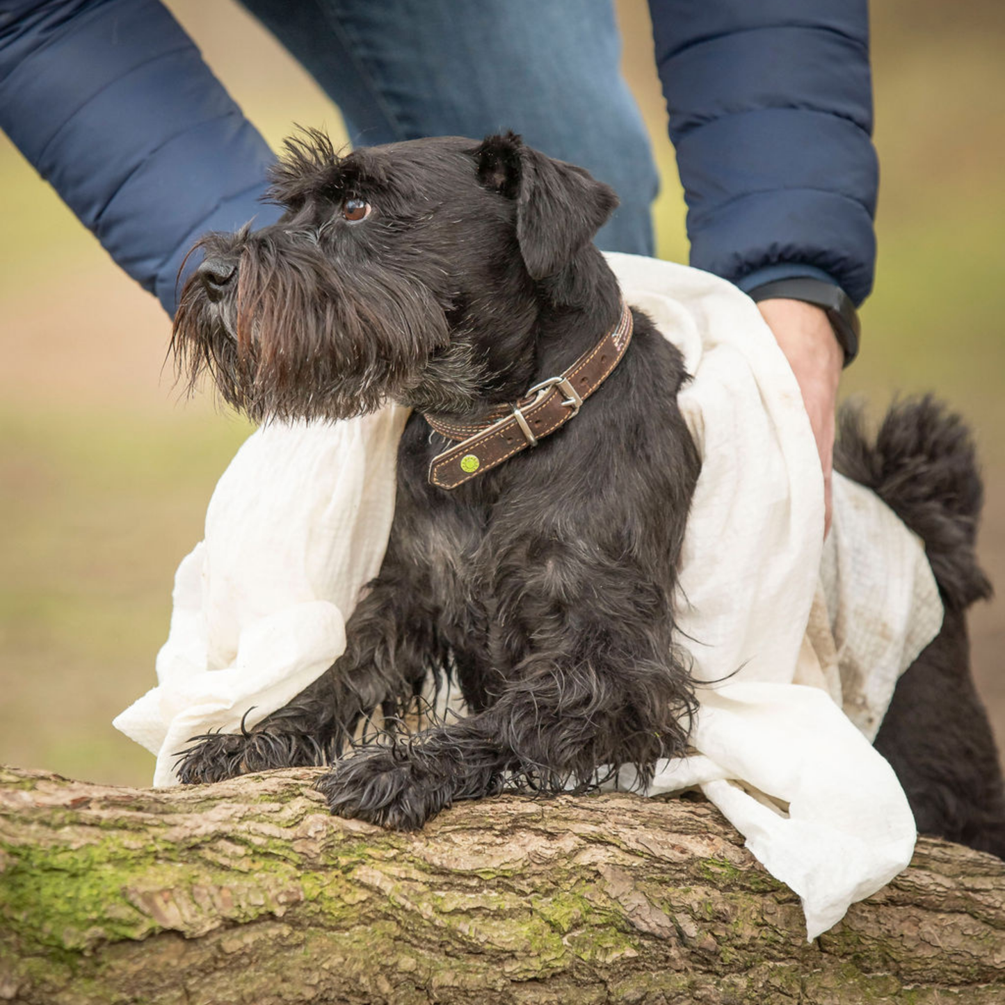 Black miniature schnauzer with dog towel, muddy image