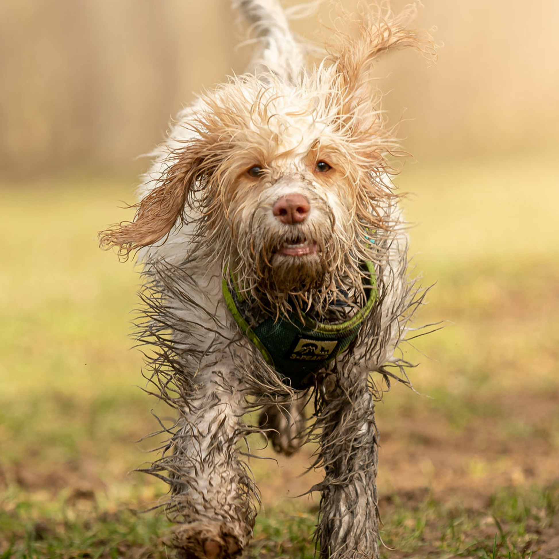 Very muddy and wet dog running towards the camera