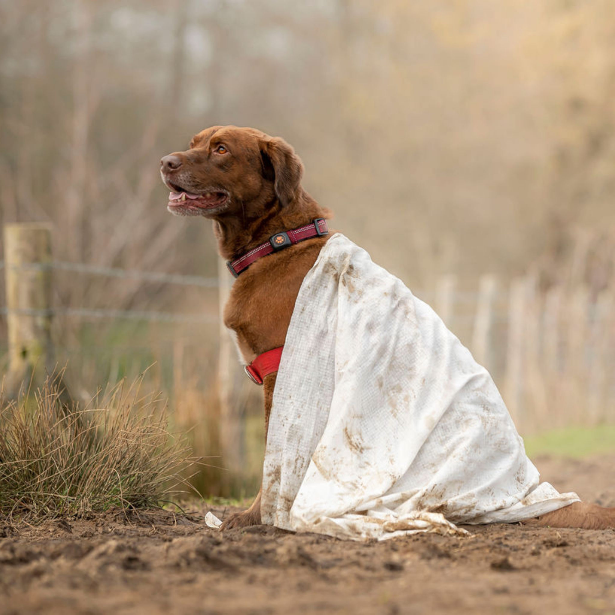 Brown Labrador with mud and towel
